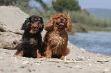 CAVALIER KING CHARLES 175